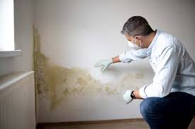 Why You Should Choose Our Mold Remediation Services in Rolling Meadows, IL